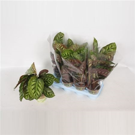 Calathea Flamestar Russia Decorum