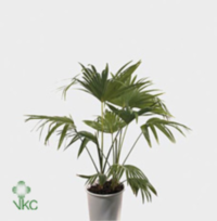 Chamaerops Humilis