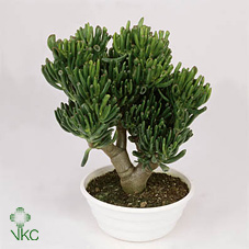 Crassula Ovata