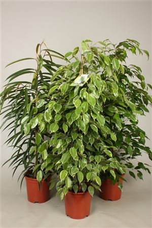 Ficus Basis Mix 2-3 Srt (grower)