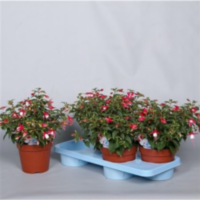 Fuchsia Tinny Rose-wit