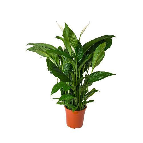 Spathiffilium Sweet Lauretta 24/105