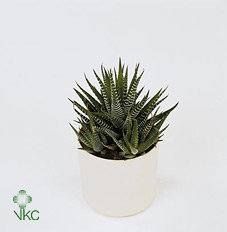 Haworthia Gemengd
