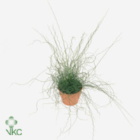 Juncus Liebeslocken