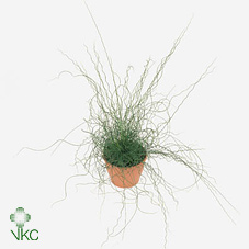 Juncus Liebeslocken