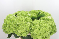 Hydr Z Emerald Green X5 Holland