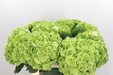 Hydr Z Emerald Green X5 Holland