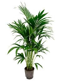 Howea Forsteriana 5pp