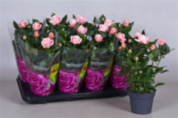 Rosa Patio Carmela (grower)