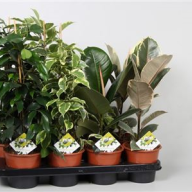 Ficus Bin Amstel King 21/120 - 2007.970x0