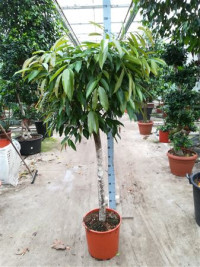 Ficus Bin Amstel King 21/120