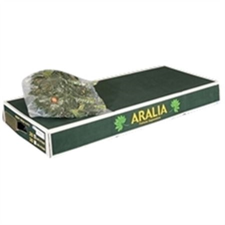 Aralia Vac Gt Orca Per Bos