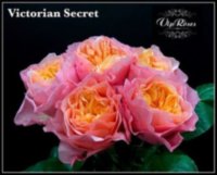 Rose Victori Secret 80 sm