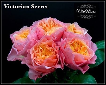 Rose Victori Secret 80 sm