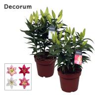 Lilium Or Compact Mix 17/50 - Lilium Or Compact Mix 17 50