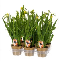 Freesia Fegood White 13/40