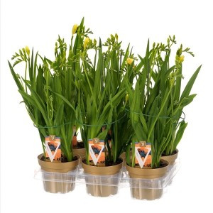 Freesia Fegood White 13/40