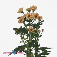 Chr Santini Rossi Splendid X25
