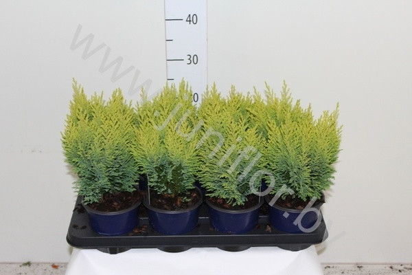 Chamaecyparis Ellwoodii 13/45