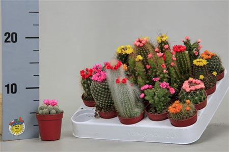 Cactus Mix Decorum 8/18