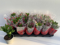 Schlumbergera Gem 3 Kl 510/20