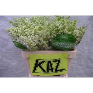 Syringa Dark Koster 50 sm