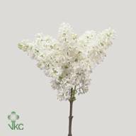 Syringa Dark Koster 50 sm - A288_H_1