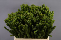 Brunia Albiflora X10
