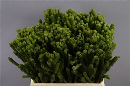 Brunia Albiflora X10