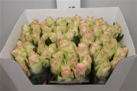 Rose Pink Athena 60 sm
