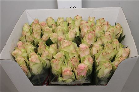 Rose Pink Athena 60 sm