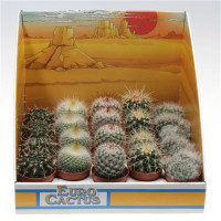 Cactus Bol Mix Showdoos (pv5002) 505/8