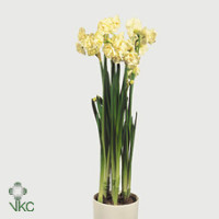 Narcis Bridal Crown 9/15