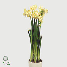 Narcis Bridal Crown 9/15