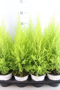 Cupreus Goldc Vormen 14/75