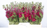 Matthiola Centum Red X10