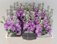 Matthiola Figaro Lavende X10