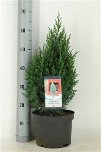 Juniperus 24/80