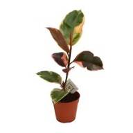Ficus El Belize 17/65 - Ficus El Belize 17