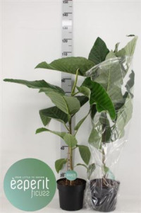 Ficus El Belize 17/65