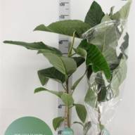 Ficus El Belize 17/65 - X1023915_V_1