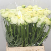 Ranunculus Tango 45sm