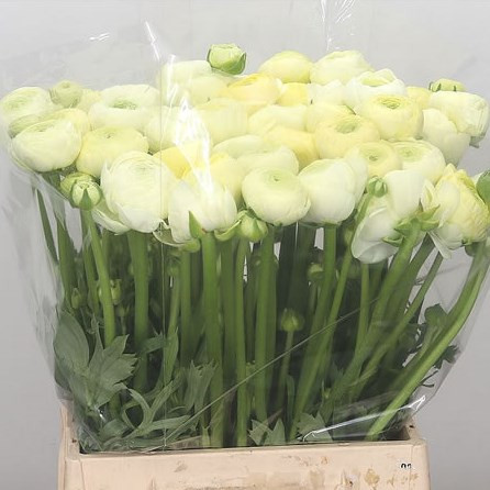 Ranunculus Tango 45sm