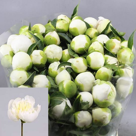 Paeonia Duches Nemo White 40 cm X10 Holland