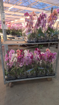 Phal A2 1-tak Swan Blush 7/35