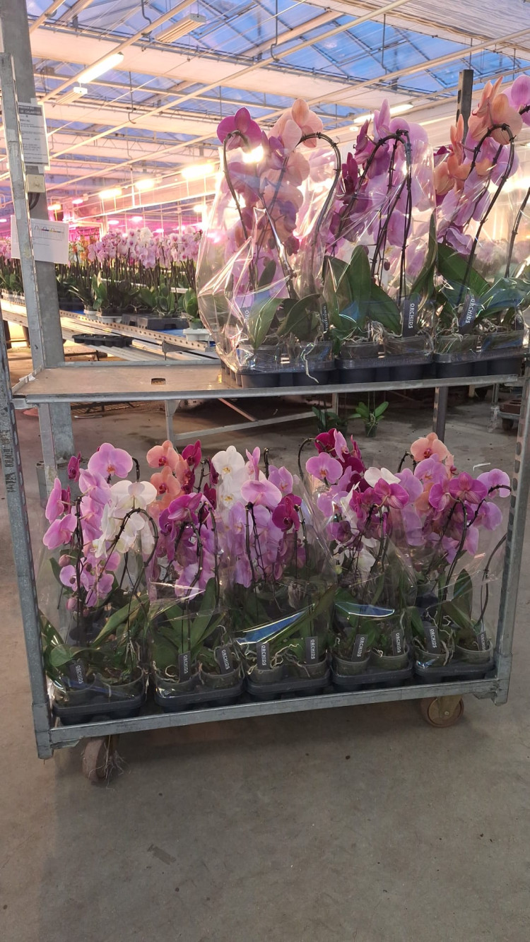Phal A2 1-tak Swan Blush 7/35