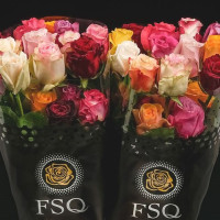 Rose Mai Tai 70 sm Kenia