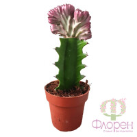 Euphorbia Cristata 10/20