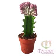 Euphorbia Cristata 10/20 - Euphorbia Lac Cristata 510