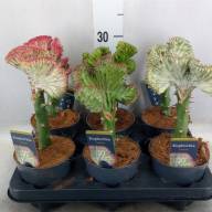 Euphorbia Cristata 10/20 - зображення_viber_2025-03-26_15-07-27-074